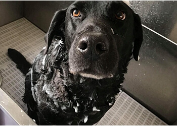 Tomlinsons Boarding Kennels & Canine Centre