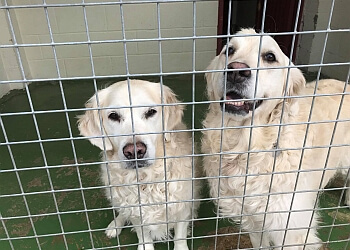 Leicester boarding kennels Tomlinsons Boarding Kennels & Canine Centre image 1