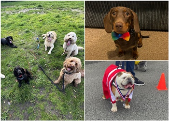 Top Dog Training School & Home Boarding Ltd