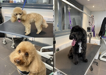 Top Pawfection Dog Grooming