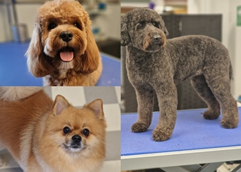 Top To Tail Dog Grooming