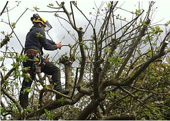Top Tree Services 
