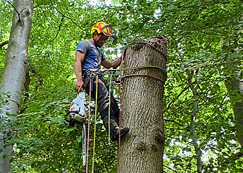 Top Trim Tree Surgery
