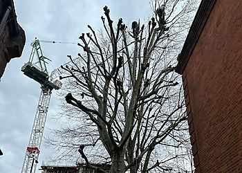 Top Trim Tree Surgery