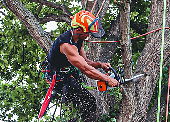 Top Trim Tree Surgery
