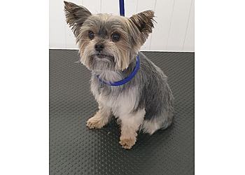 Tops N Tails Professional Dog Grooming Ltd