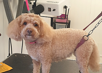 Tops N Tails Professional Dog Grooming Ltd