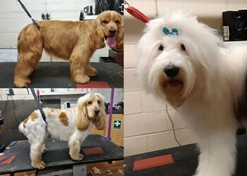 Top to Tail Dog Grooming