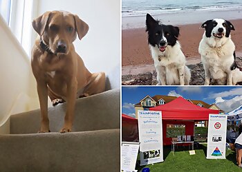 Train Positive Certified Dog Behaviourist