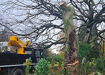 Tree Care Extraordinaire