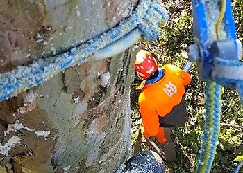 Tree Hugger & Son Tree Services