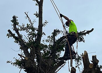Tree Musketeers Lancashire