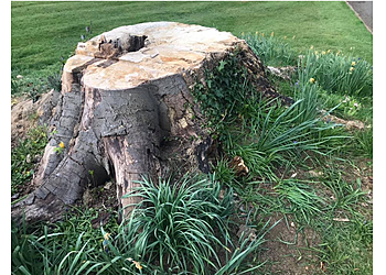 Tree Stump Solutions