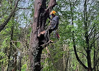 Tree Tech Arb & Forestry Services Ltd.