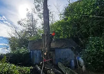 Tree Tech Arb & Forestry Services Ltd.