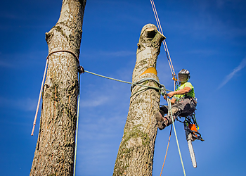 TreeTmenT Specialist Tree Services
