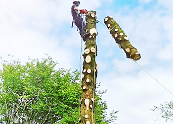 TreeTmenT Specialist Tree Services TreeTmenT Specialist Tree Services