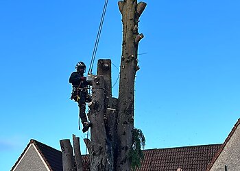 TreeTop Tree Surgeons