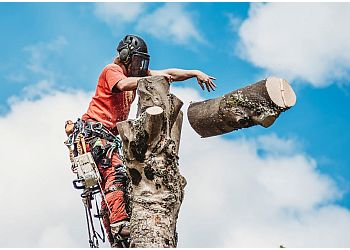 Tree Wise Tree Surgeons