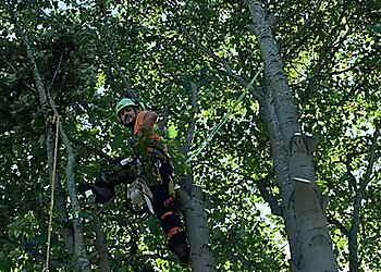 TreeXpert Tree Care