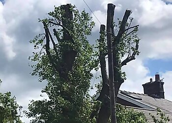 Treelink Northwest Ltd