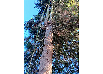 Tree of Life Arboriculture