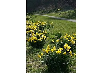Trees in West Lothian