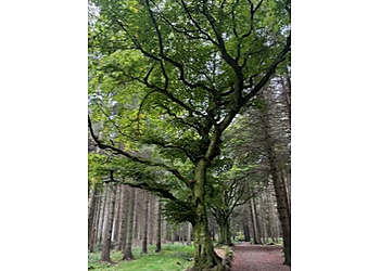 Trees in West Lothian Trees in West Lothian