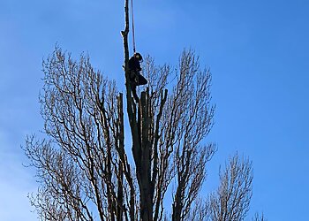 Treetops Professional Tree Surgeons