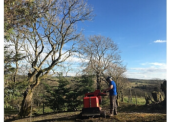 Tree Wise Tree Surgeons