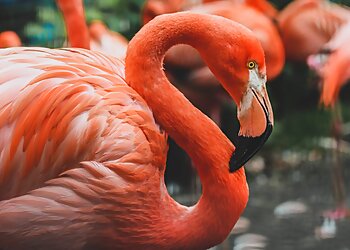 Tropical Birdland
