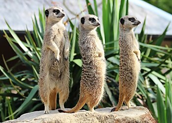 Tropical Butterfly House Ltd