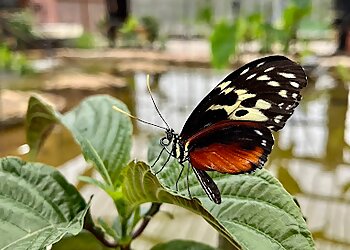 Tropical Butterfly House Ltd