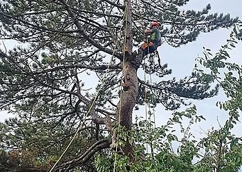 Troy's Tree & Hedge Services