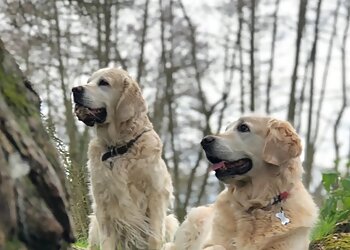 Trusted Pet Carers Ltd.