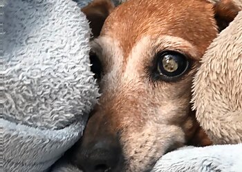 Trusted Pet Carers Ltd.