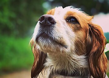 Trusted Pet Carers Ltd.