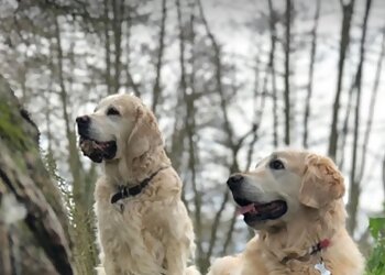 Trusted Pet Carers Ltd.