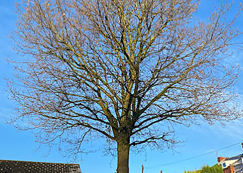 Tulley's Trees & Garden Maintenance