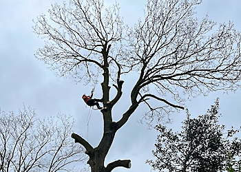 Tulley's Trees & Garden Maintenance