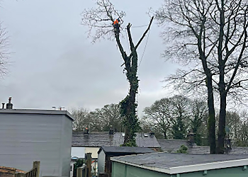 Tulley's Trees & Garden Maintenance Tulley's Trees & Garden Maintenance