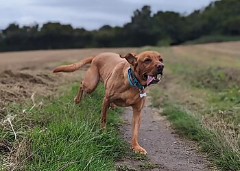 Two Tails Dog Walking