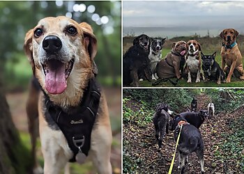 Two Tails Dog Walking