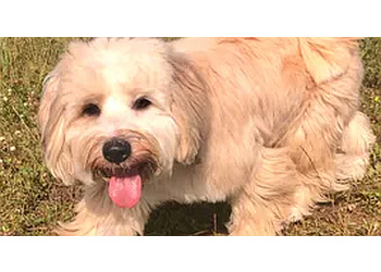 Unleash The Hounds Teesside