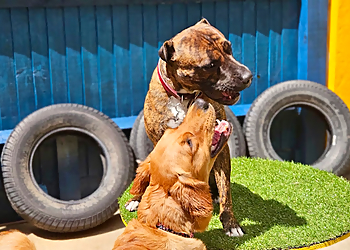 Unleashed Play and Care Centre