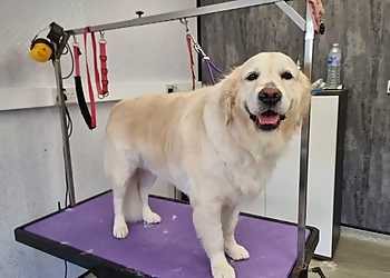 V I P Dog Grooming Services