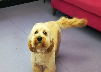 V I P Dog Grooming Services