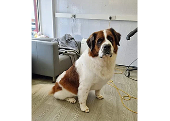 V I P Dog Grooming Services