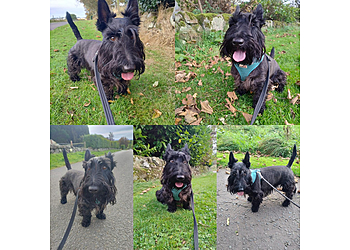 Valley Kennels & Cattery