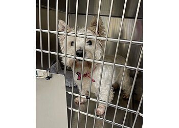 Vets4Pets Fort Kinnaird